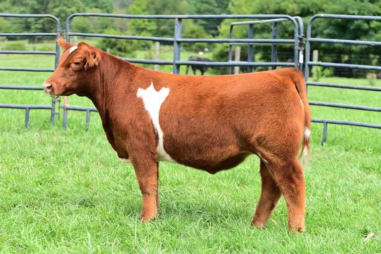 Cedar Springs Farm- Lot 2