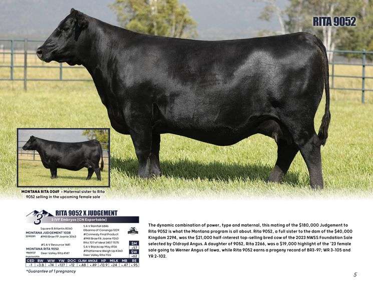 RITA 9052 x JUDGEMENT