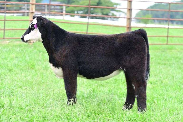 C.Lyle Cattle- Lot 10