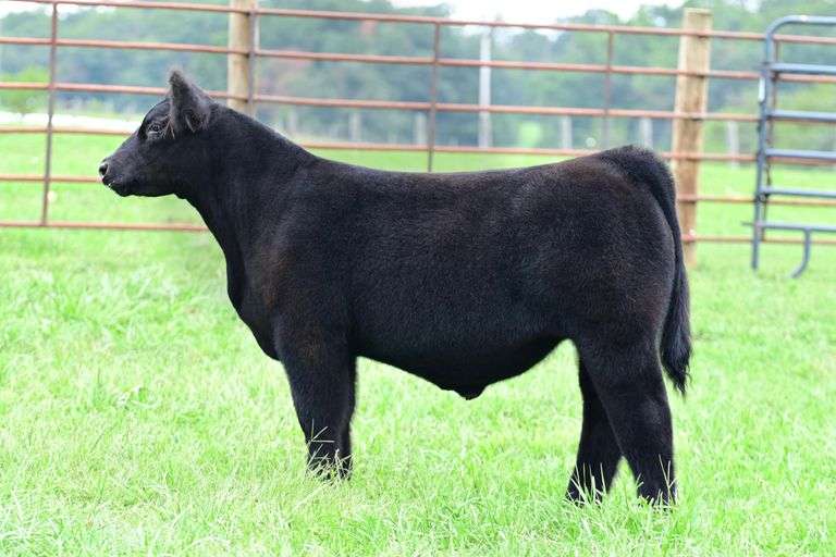 NB Livestock- Lot 20