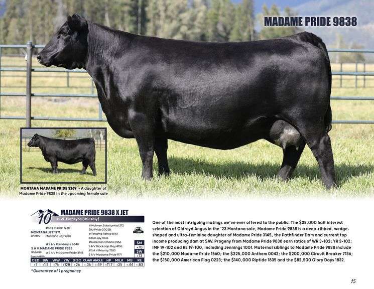 MADAME PRIDE 9838 x JET