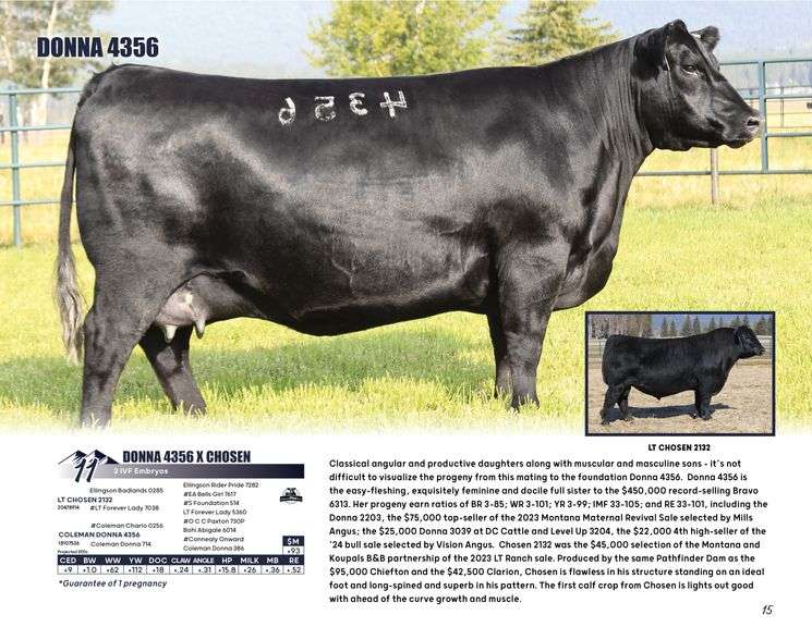 DONNA 4356 x CHOSEN