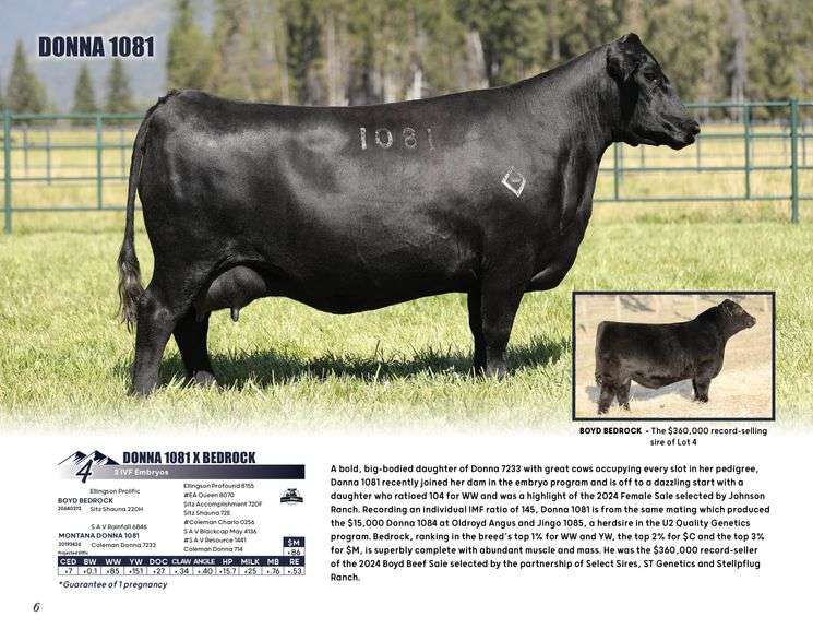 DONNA 1081 x BEDROCK