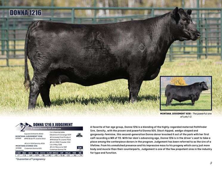 DONNA 1216 x JUDGEMENT