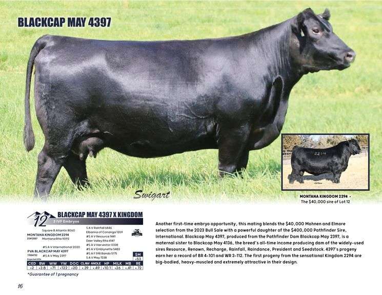BLACKCAP MAY 4397 x KINGDOM
