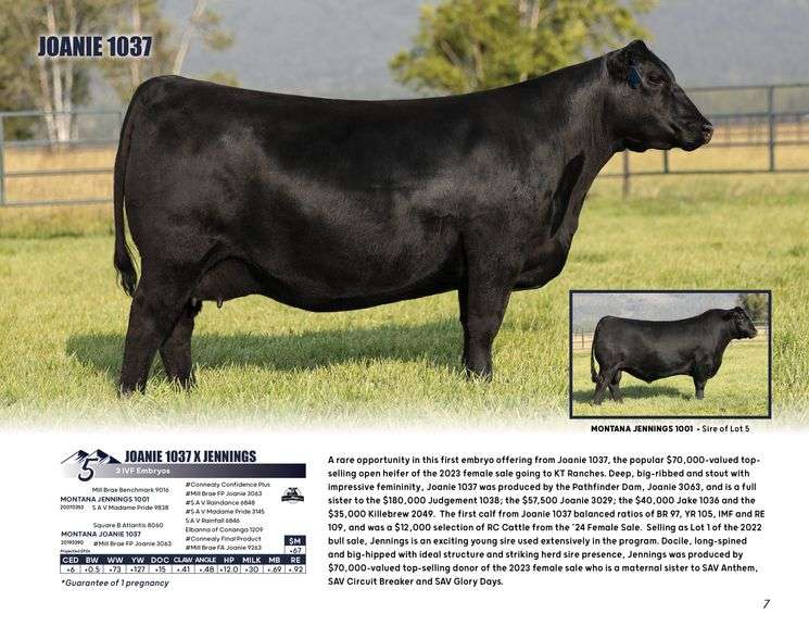 JOANIE 1037 x JENNINGS