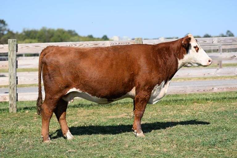 VPI RACHELS BLAZE H007