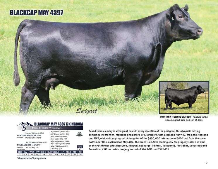 BLACKCAP MAY 4397 x KINGDOM