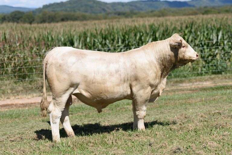 VT SILVER FUN 432M ET