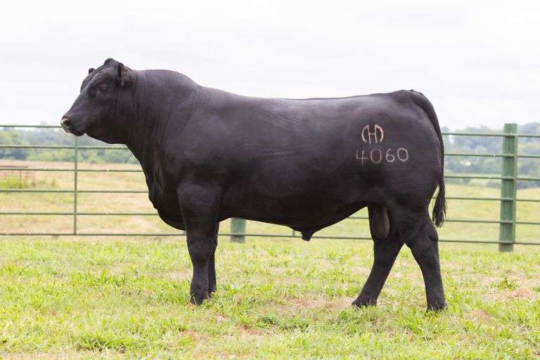 Mystic Hill Benchmark 4060