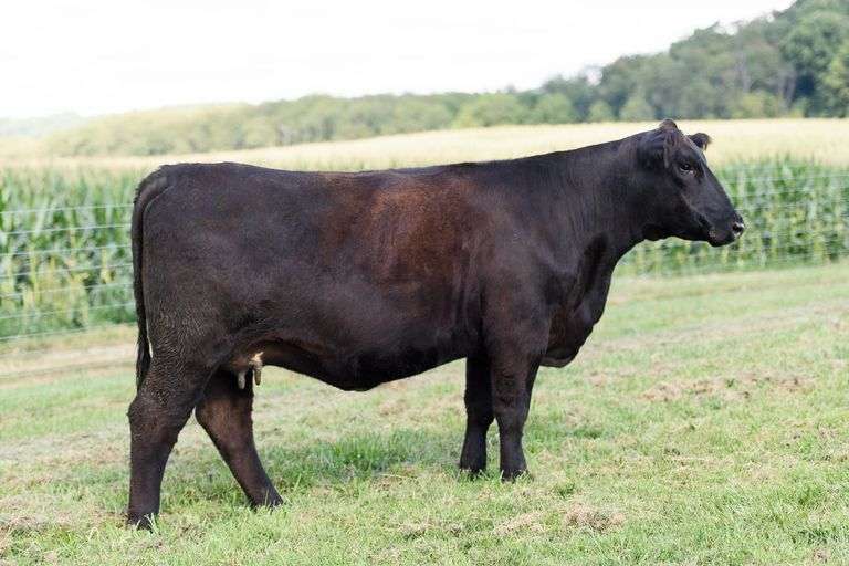 VIRGINIA TECH BLACKBIRD L349