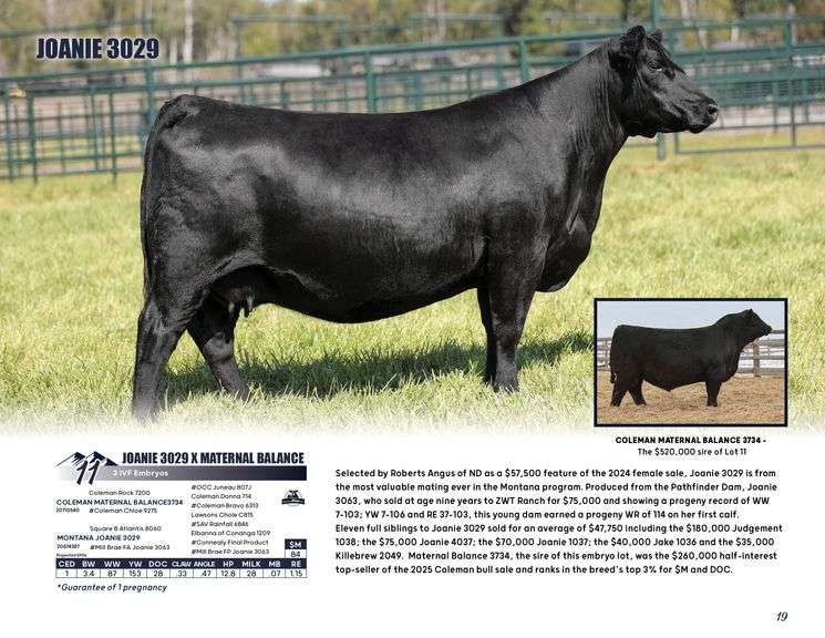 JOANIE 3029 x MATERNAL BALANCE