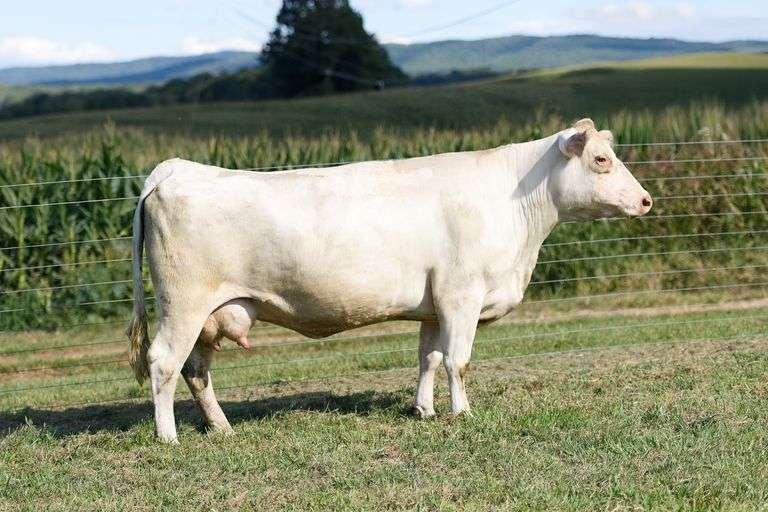 VPI MISS FINE JUDY 012H