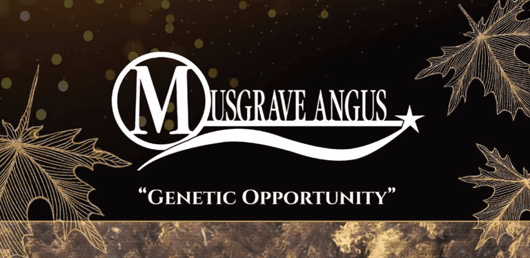Musgrave Angus Genetic Opportunity Sale