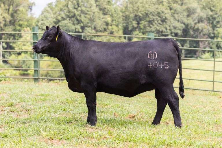 Mystic Hill Pride Dent 4045