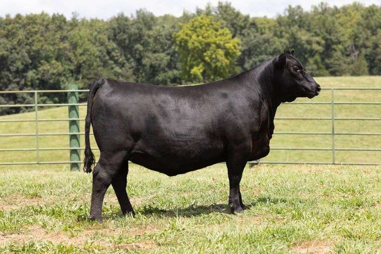 Mystic Hill Pride Dent 4028