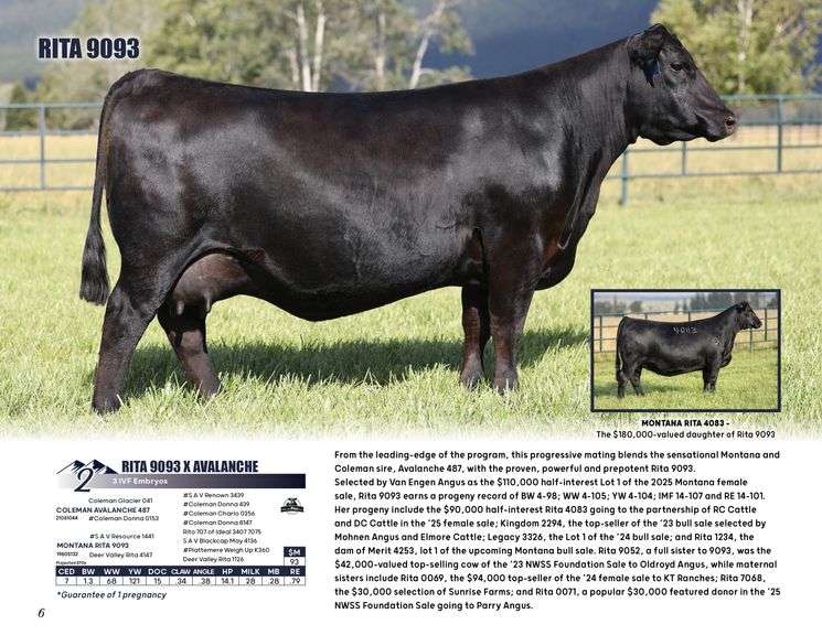 RITA 9093 x AVALANCHE