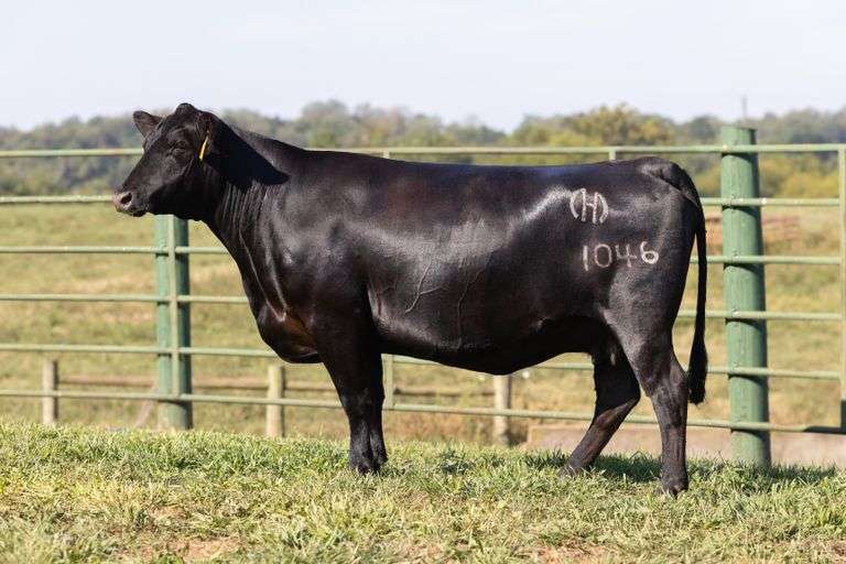 Mystic Hill Scaara 1046