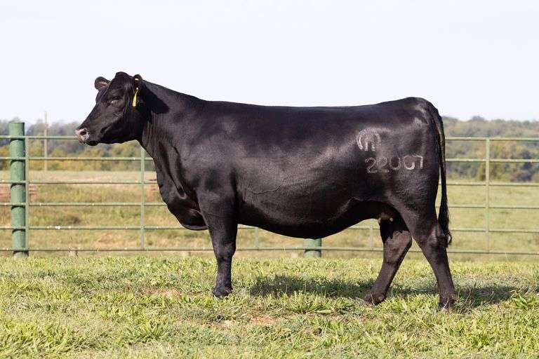 Mystic Hill Blackcap 22007