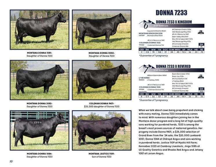 DONNA 7233 x KINGDOM