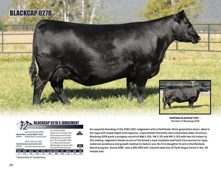 BLACKCAP 0278 x JUDGEMENT