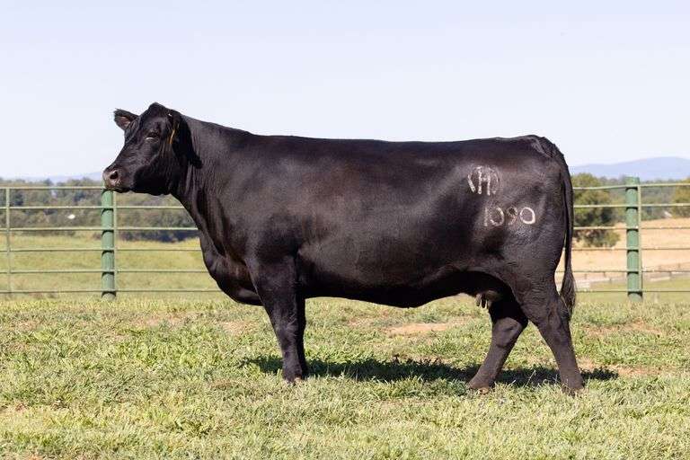 Mystic Hill Elba 1090