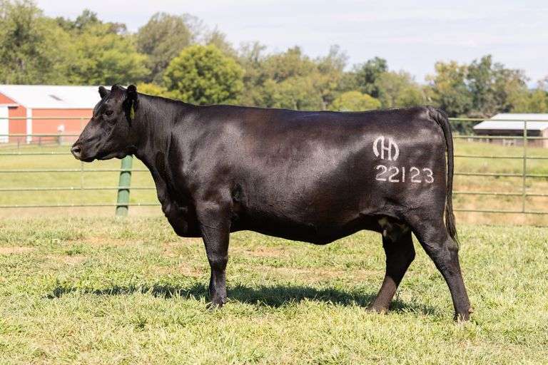 Mystic Hill Rose 22123