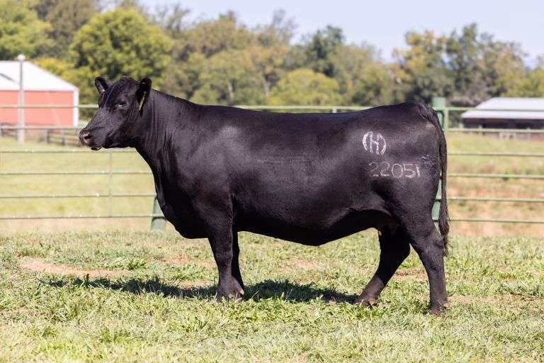 Mystic Hill Eriskay 22051