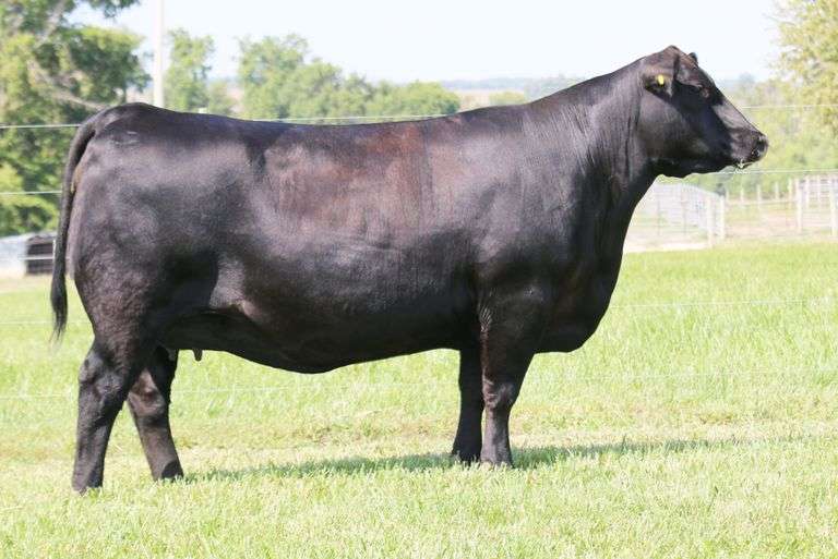 Musgrave Blkcap McHenry 1800