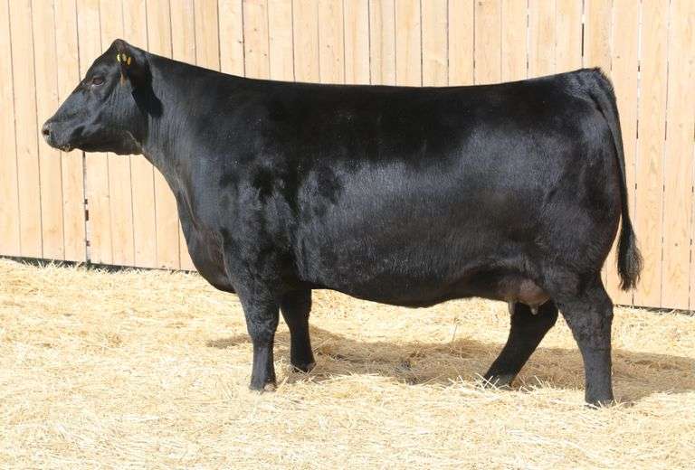 Musgrave Prim Lassie 329