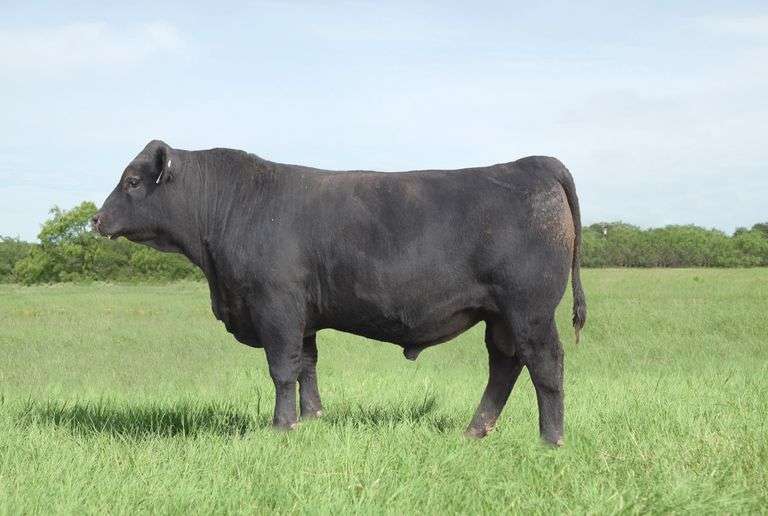 P/CC Heat Seeker 2024