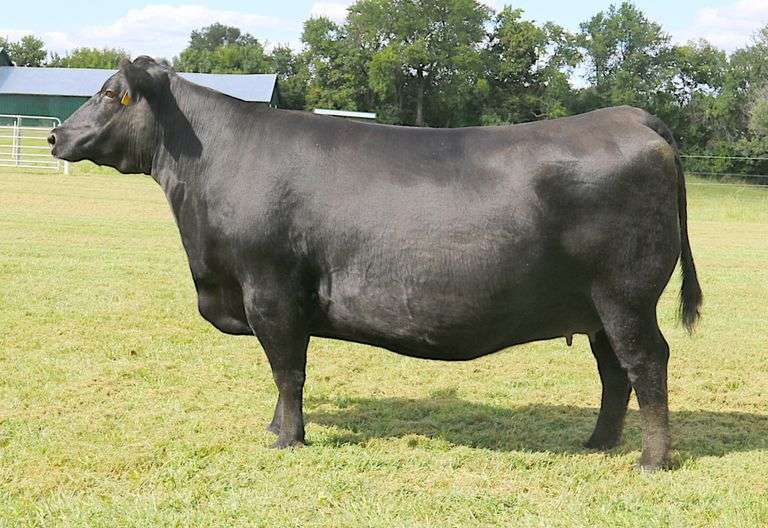 Musgrave Lady Barbara 227