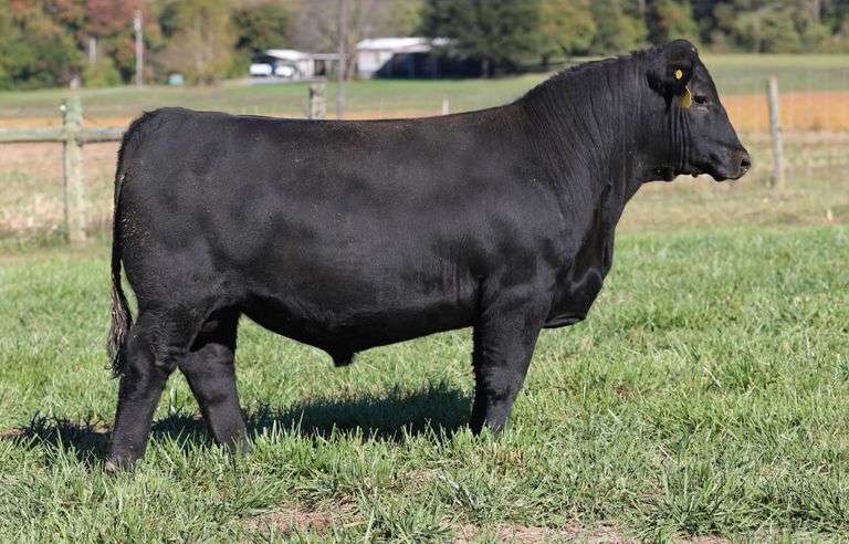 Tiara CarJ Saluda 422/276