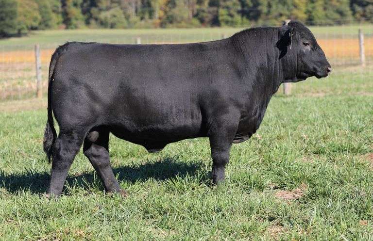 Car-J URF Jockey 444