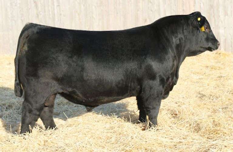 Musgrave Prim Lassie 329