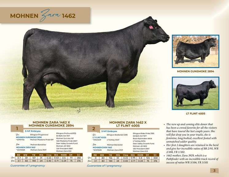 Mohnen Zara 1462 x LT Flint 4005