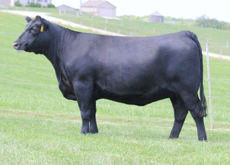 Musgrave Lady Barbara 212