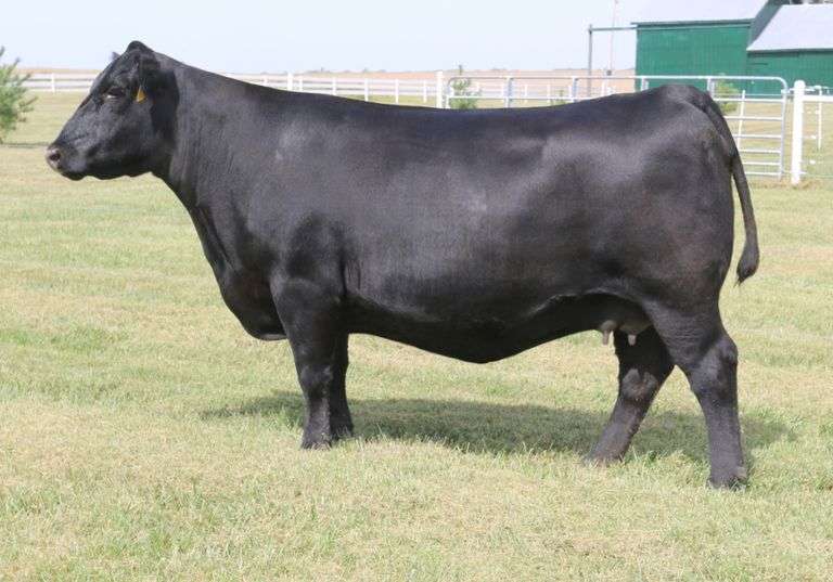 Musgrave Lady Barbara 622