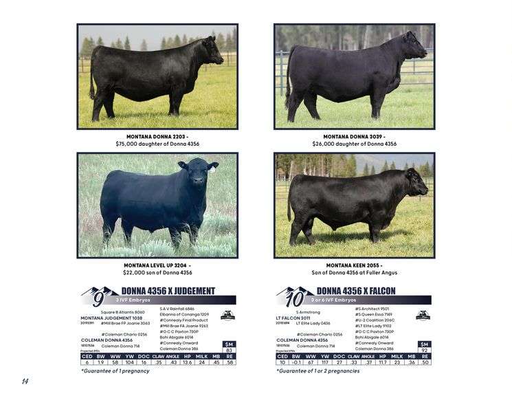 DONNA 4356 x JUDGEMENT