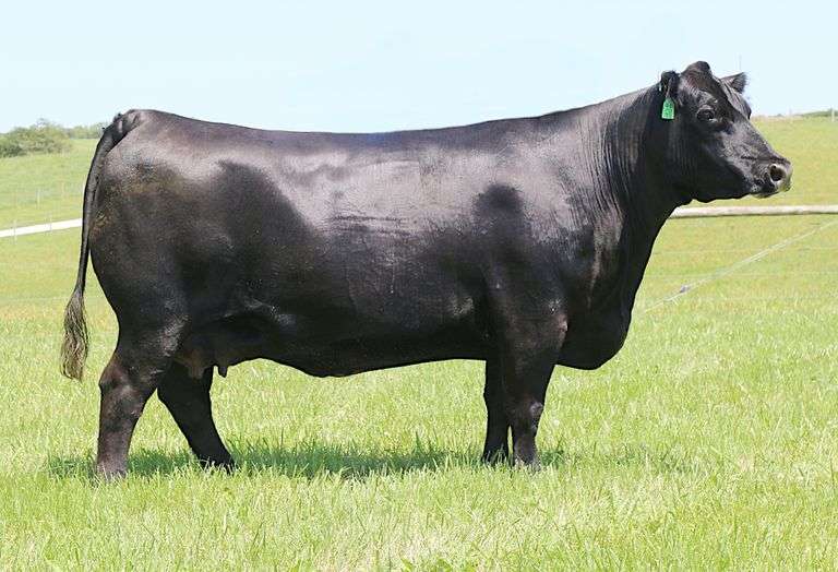 Musgrave Pride 1825-517