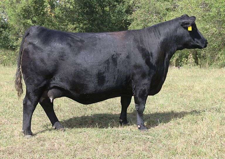 Musgrave Blackbird 1910-1618