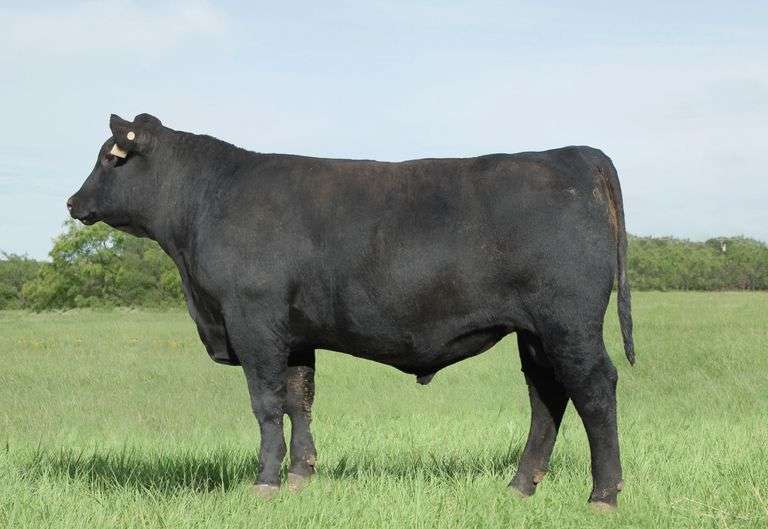 P/CC Exponential 9984