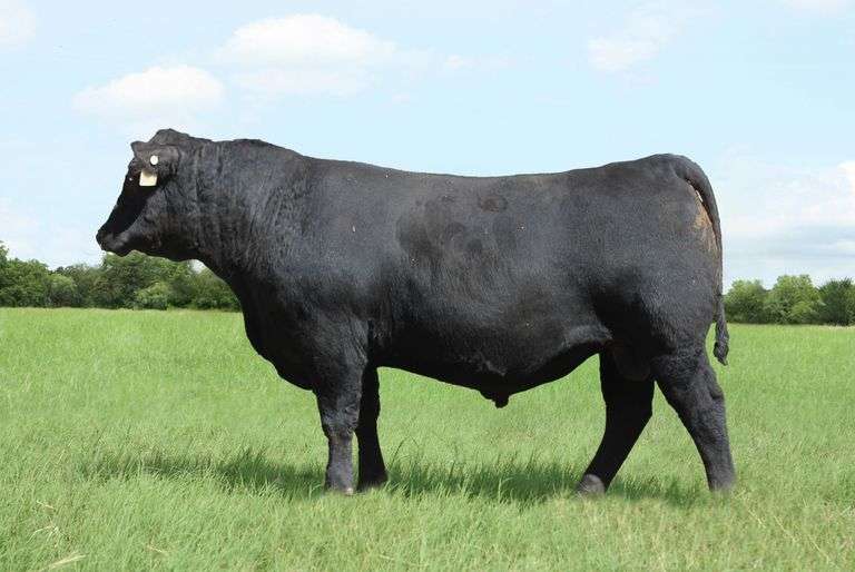 P/CC Exponential 1784