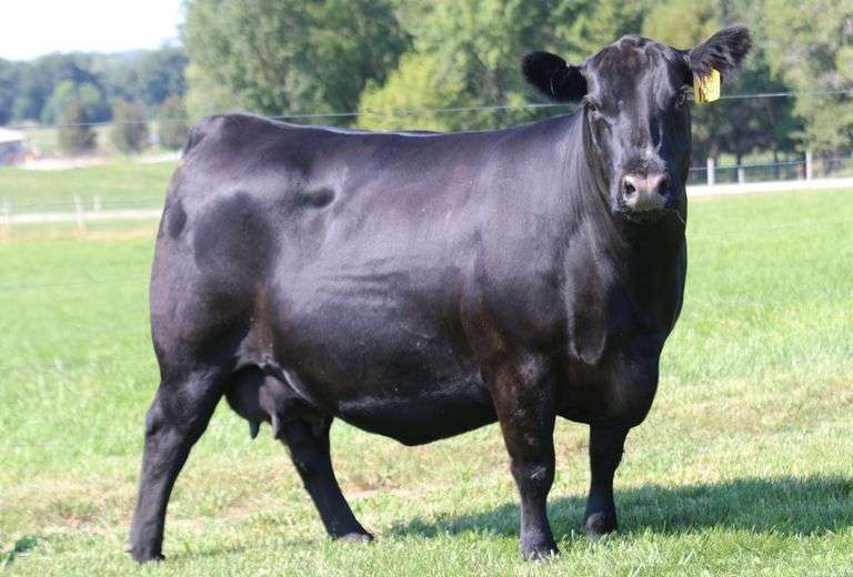 Musgrave Pride 1841-1612