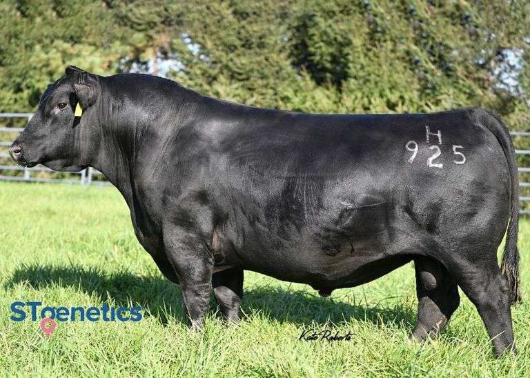 Musgrave Prim Lassie 329