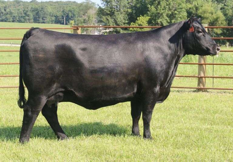 Musgrave Pride 2146-1841