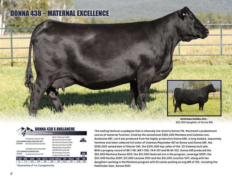 DONNA 438 x AVALANCHE