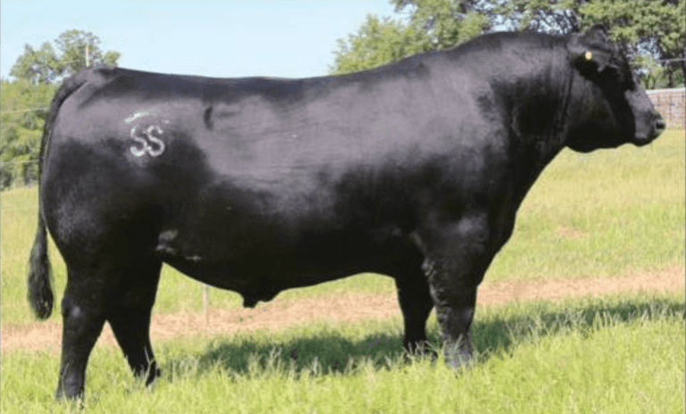 Musgrave Prim Lassie 329