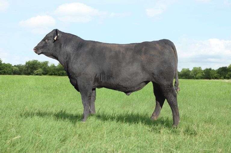 P/CC Exponential 9544