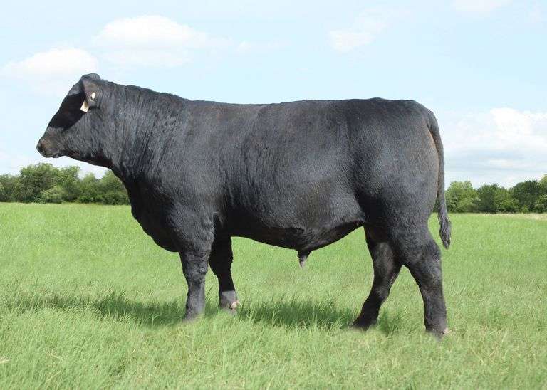 P/CC Exponential 6604